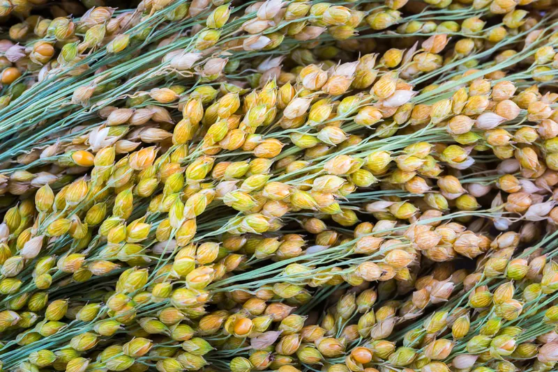 Millet