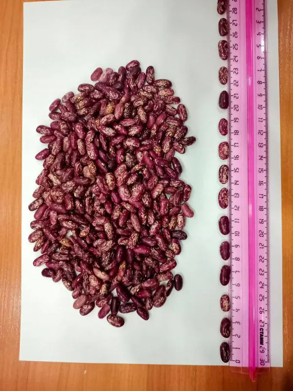 Bean size check